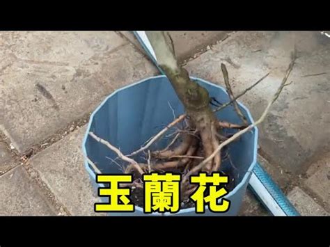 玉 蘭花 擋煞|【玉蘭花樹風水】揭開玉蘭花樹風水奧秘：種植禁忌與。